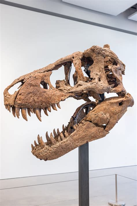 tyrannosaurus rex fossil for sale.